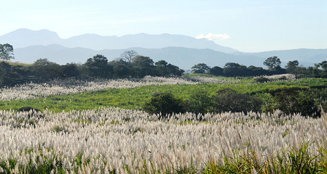 Cultivos de caña