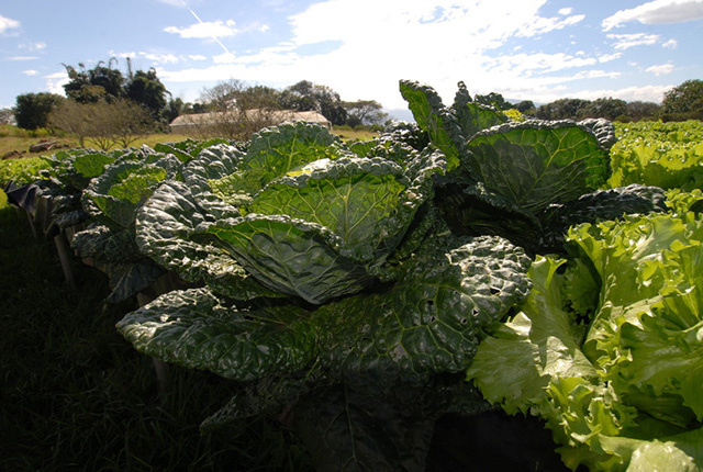 Cultivo de lechuga