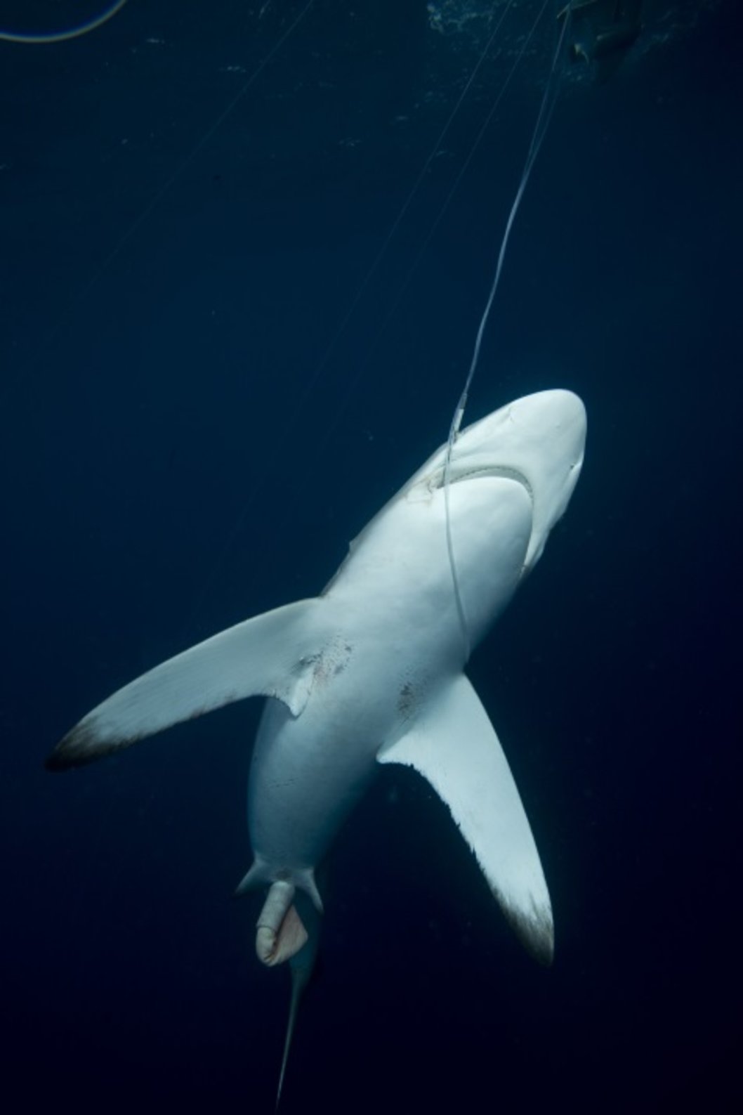 Mediante un decreto ejecutivo, el Gobierno modificó el procedimiento para autorizar las exportaciones de las especies de tiburones amenazadas o en peligro de extinción (foto cortesía Mario Espinoza). 