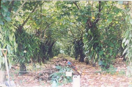 Plantación de Vainilla