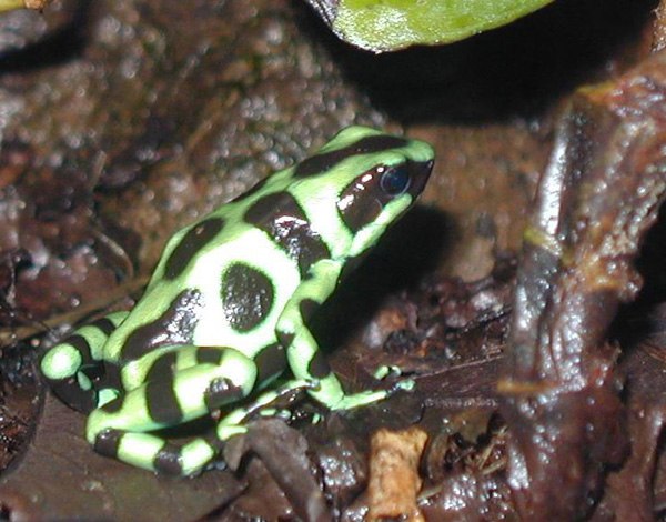 Ranita verde con pintas obscuras