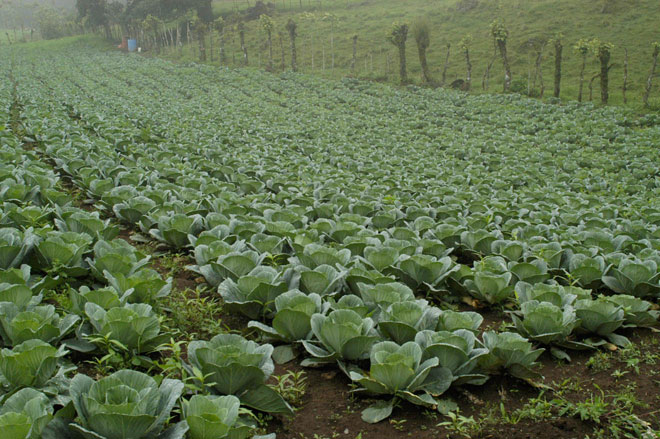 Plantación de repollo