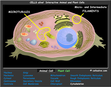 Ilustración de una célula