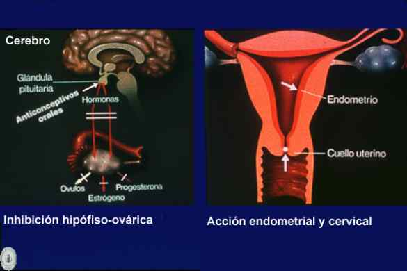 Gráficas explicativas sistema hormonal femenino