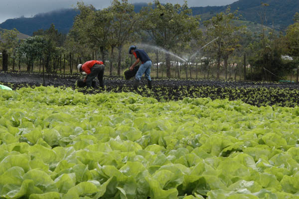 Cultivo de lechugas