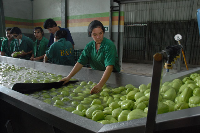 Trabajadoras empacando chayotes