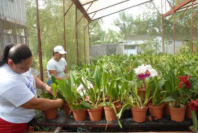 Mujeres cultivando orquídeas
