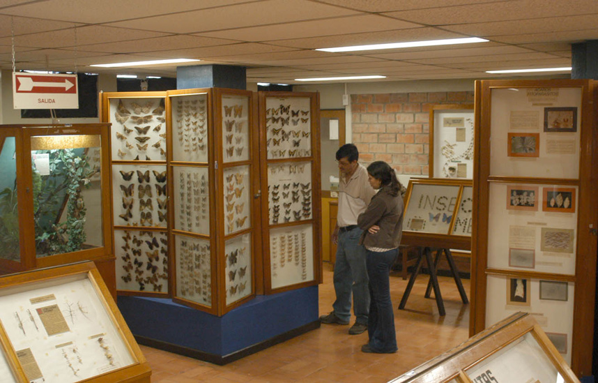 Museo de insectos