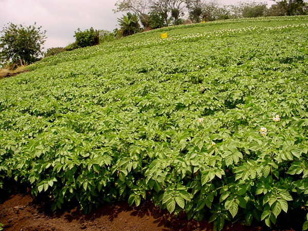 Plantación de papa