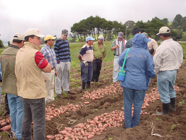 Agricultores observando cultivo