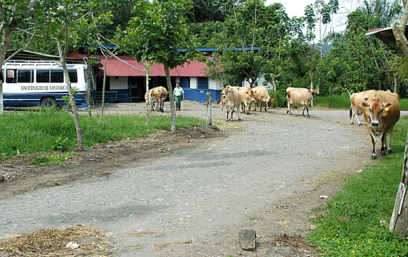 Vacas en finca