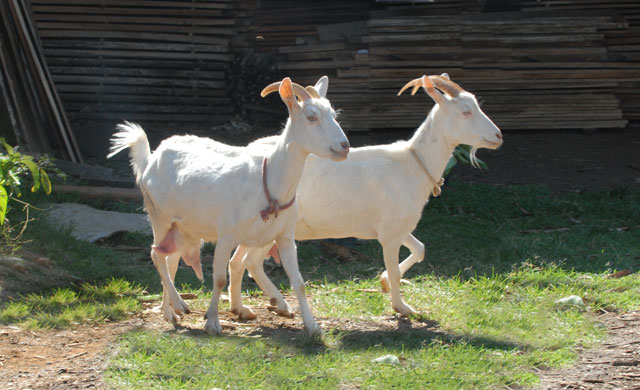 Cabras