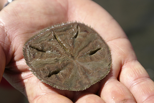 Galleta de mar