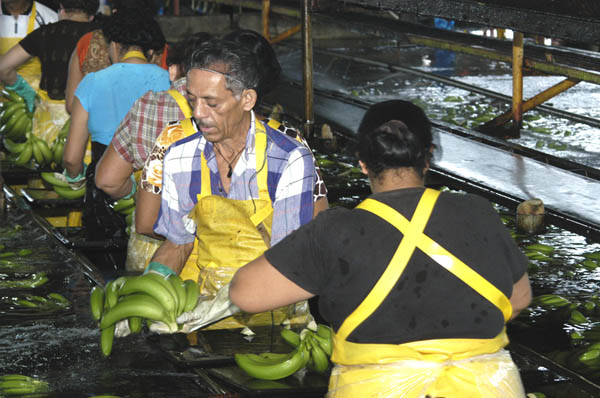 Lavado de banano en planta