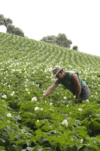 Cultivo de papa