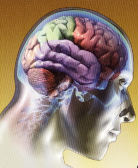 Ilustración del cerebro