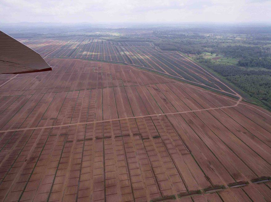 Vista aérea de extensión piñera