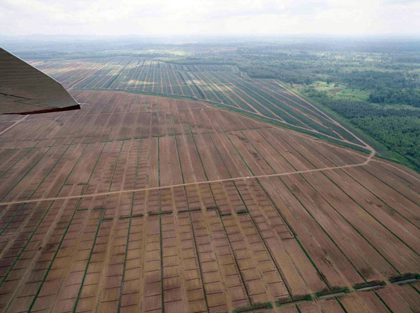 Vista aérea de piñeras