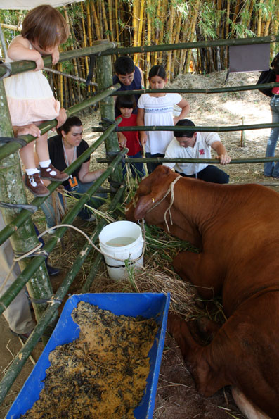 Vaca de Estación de Guápiles