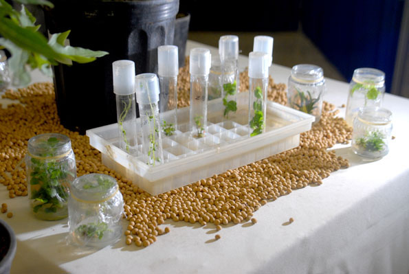 Cultivo in vitro