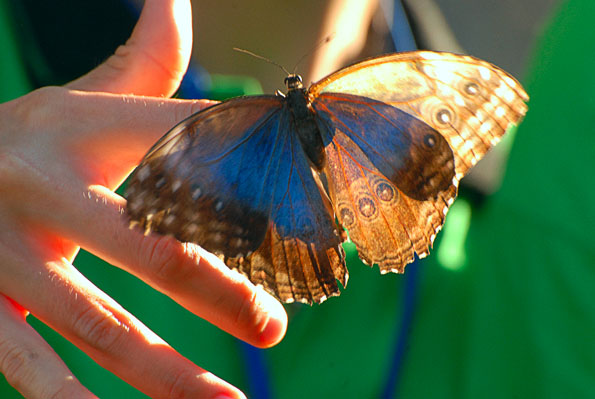 Liberacion de mariposas