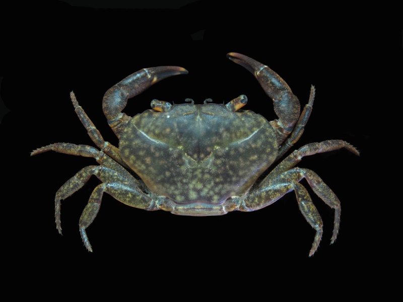 Hembra de nuevo cangrejo de río