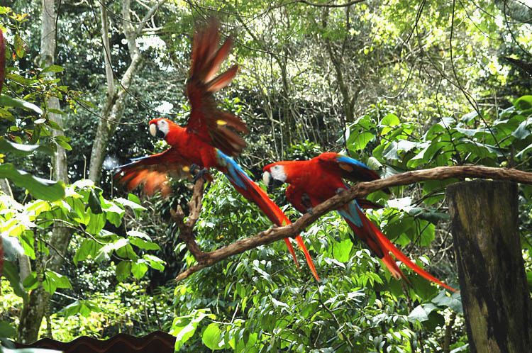 Lapas rojas inician vuelo