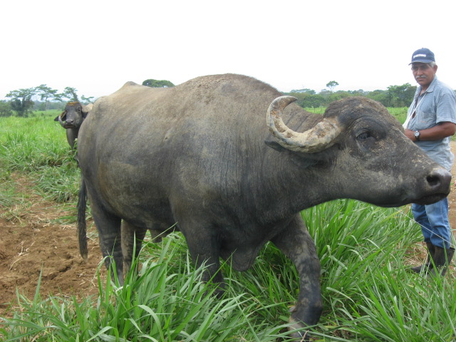 Búfalo de agua