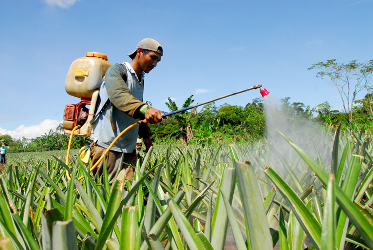 Trabajador fumigando