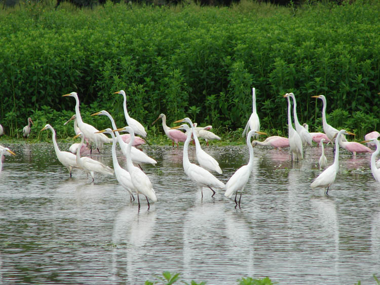 Humedal de Caño Negro