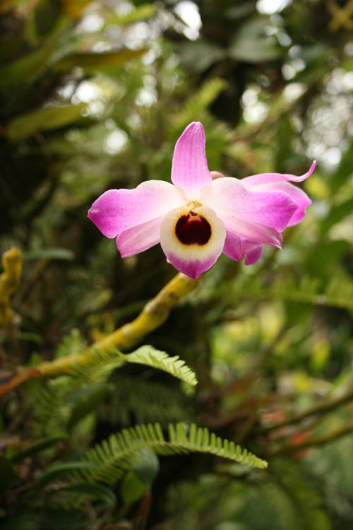 Orquídea Jardín Lánkester