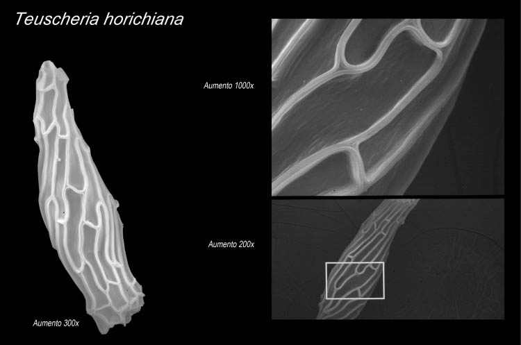 Semilla al microscopio