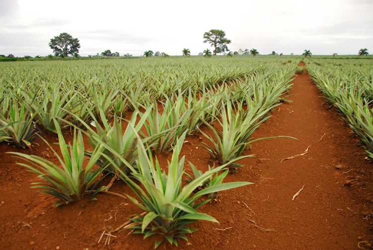 Cultivo de la piña