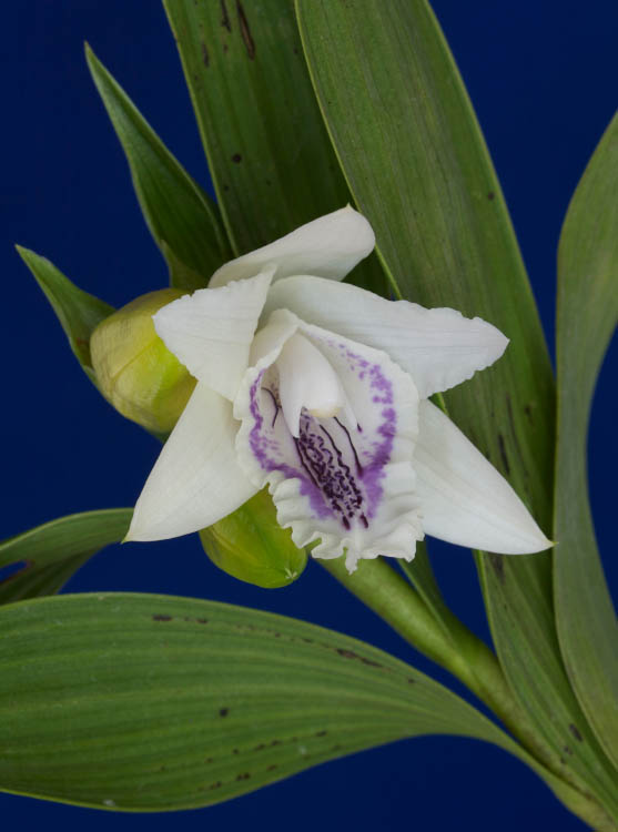 Sobralia maduroi