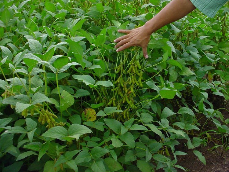 Cultivo de soya