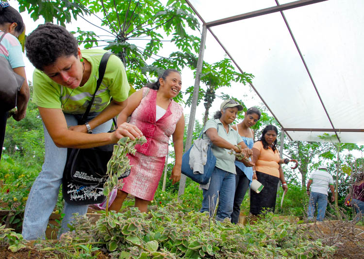 cultivos orgánicos