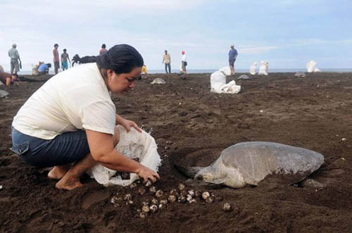 Desove y recolección de huevos de tortuga