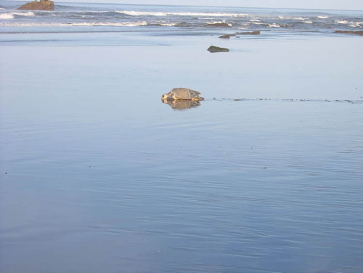 Playa Ostional