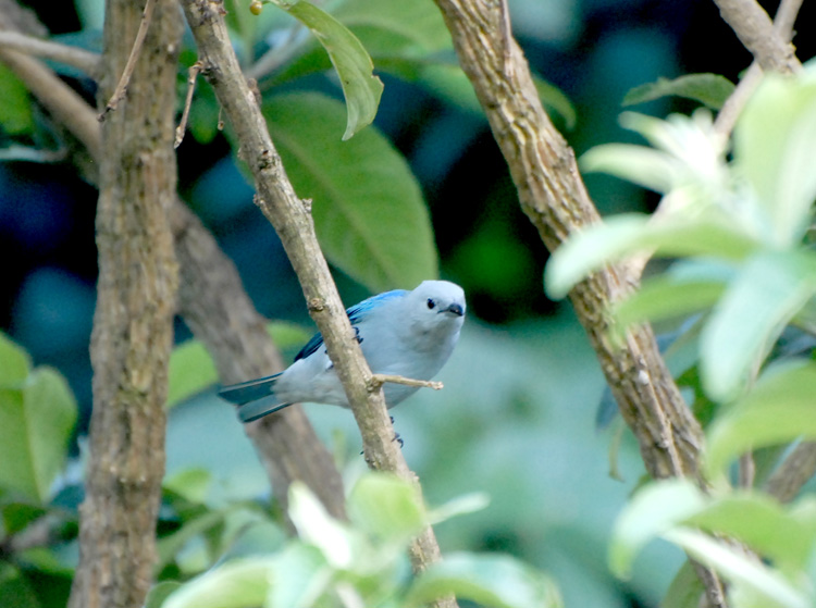 Ave de Costa Rica