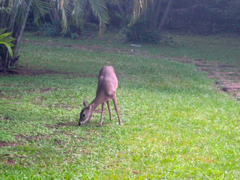 Venado 