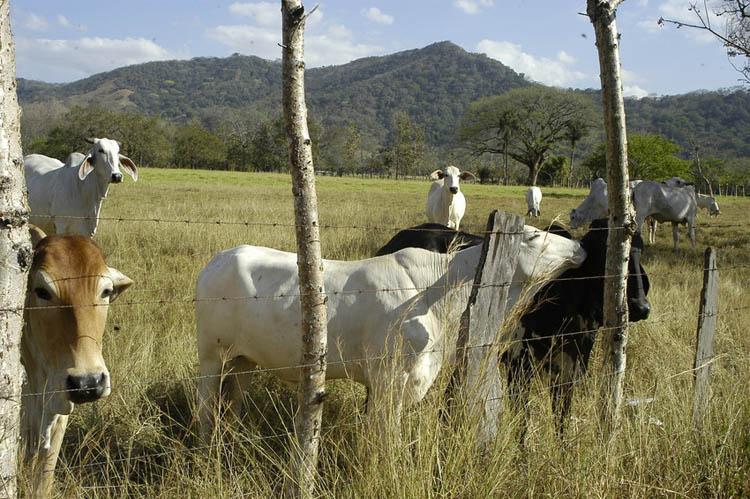 Ganado en Guanacaste