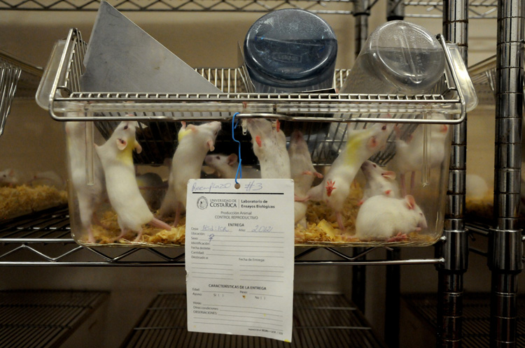 ratas de laboratorio