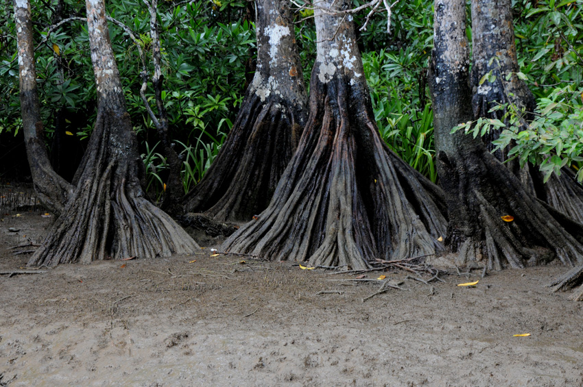 Manglar