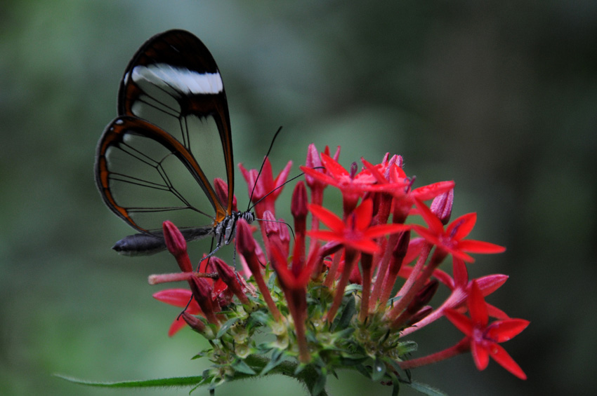 Mariposa Leonelo Oviedo