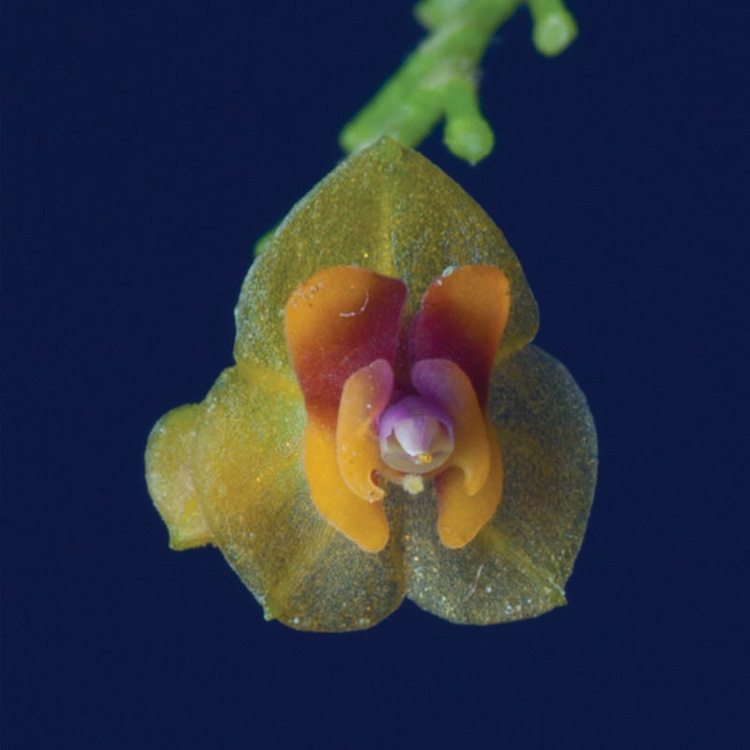 Orquídea