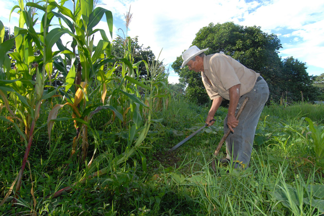 Milpa maíz criollo