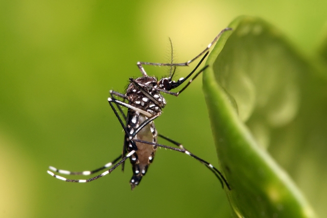 mosquito Aedes