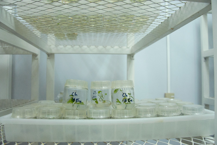 reproducción in vitro
