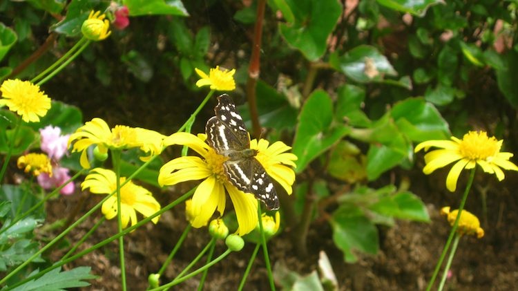 Mariposa