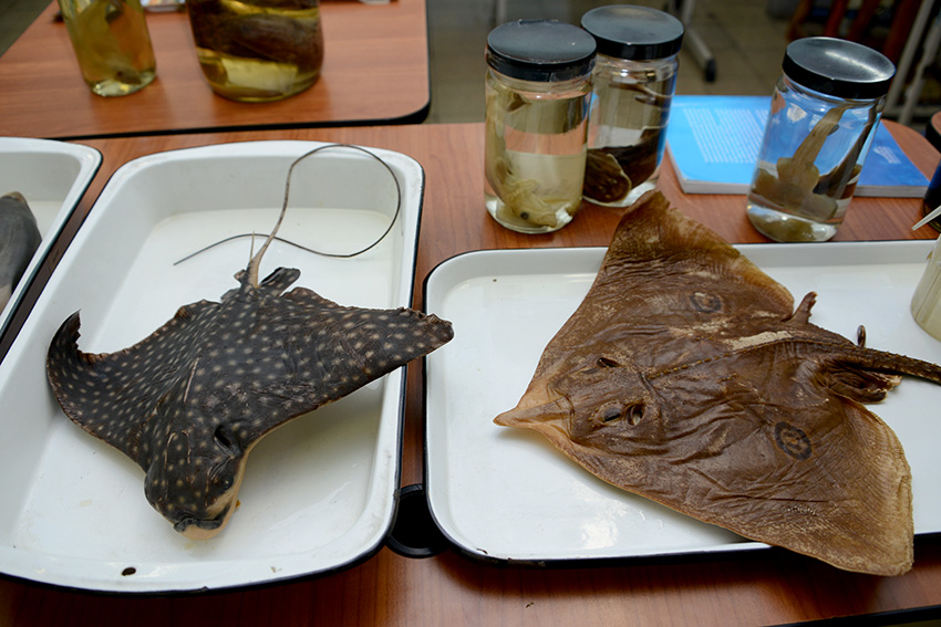 Mantarrayas